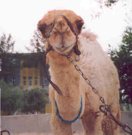 camelspotting.jpg